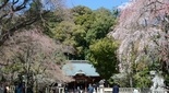 熱海の縁結び神社 伊豆山神社の桜