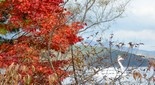 山中湖の紅葉11月7日