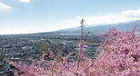 松田山ハーブガーデンの河津桜