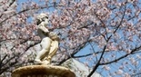 千里山の桜