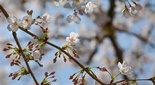 千里山の桜