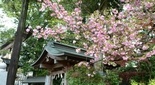 比々多神社（伊勢原）の桜