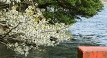 箱根神社と桜