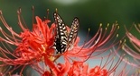 幸福を呼ぶアゲハチョウと彼岸花の写真