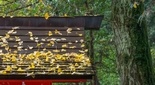 箱根神社の紅葉 イチョウ