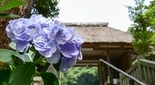 川匂神社の紫陽花 （神奈川県二宮町）