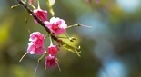 久能山東照宮の桜