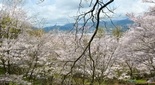 弘法山の桜（神奈川県秦野市）