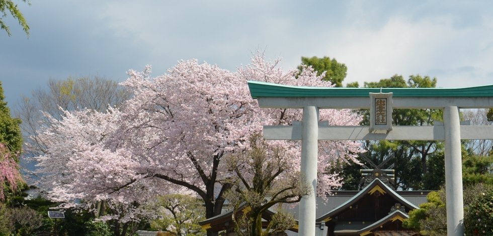 満開の桜 秦野市 出雲大社相模分祠 桜の名所 最強縁結び 神奈川県の縁結びのパワースポット 縁結び神社 観光名所 観光スポット 平成29年4月13日 遊佐敏哉 開運フレンドブック