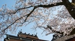 桜の綺麗な神社 富士山本宮浅間大社