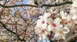 下大槻の桜