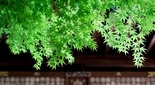 新緑の綺麗な神社 秦野市 白笹稲荷神社