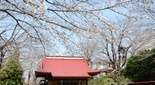 駒形神社の桜（平塚市）