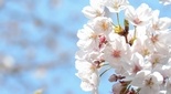駒形神社の桜（平塚市）