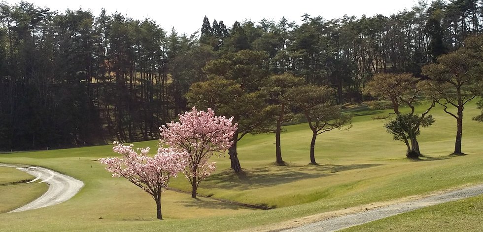 桜が綺麗なゴルフ場 西宮高原ゴルフ倶楽部