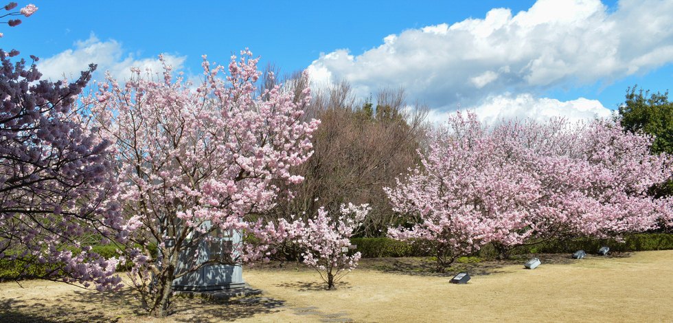 アサヒビール園の桜