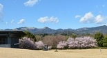 アサヒビール園の桜