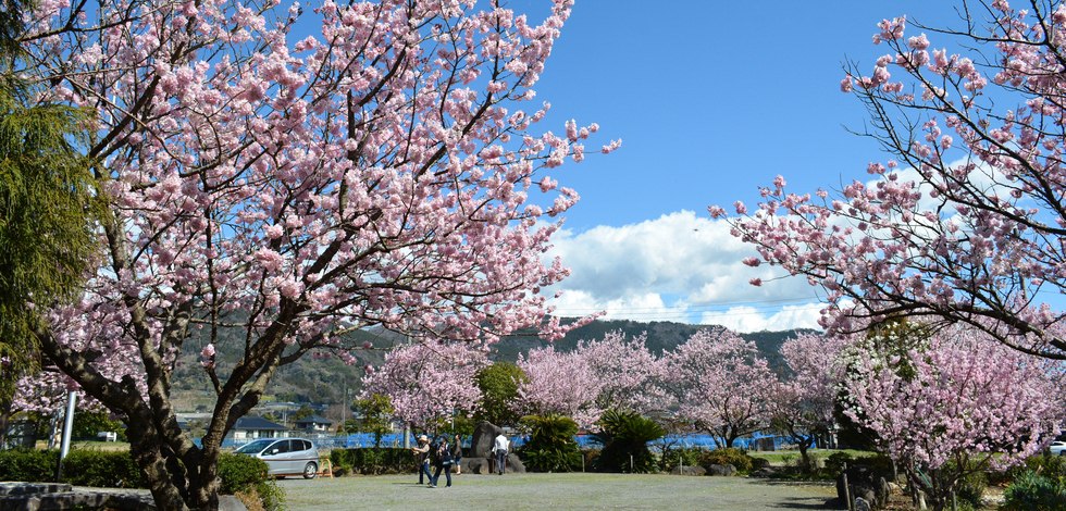 南足柄市 ふくざわ公園の春めき桜