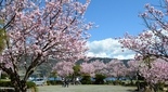 南足柄市 ふくざわ公園の春めき桜