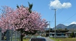 春めき桜と金時山