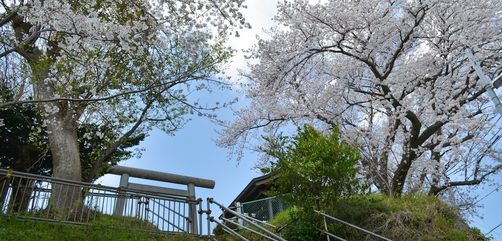桜の綺麗な神社 伊勢原 神明神社