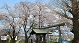 桜の綺麗な神社 伊勢原 神明神社
