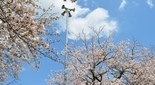伊勢原 神明神社の桜