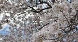 伊勢原 神明神社の桜