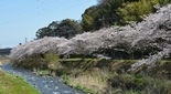 湯河原 千歳川の桜