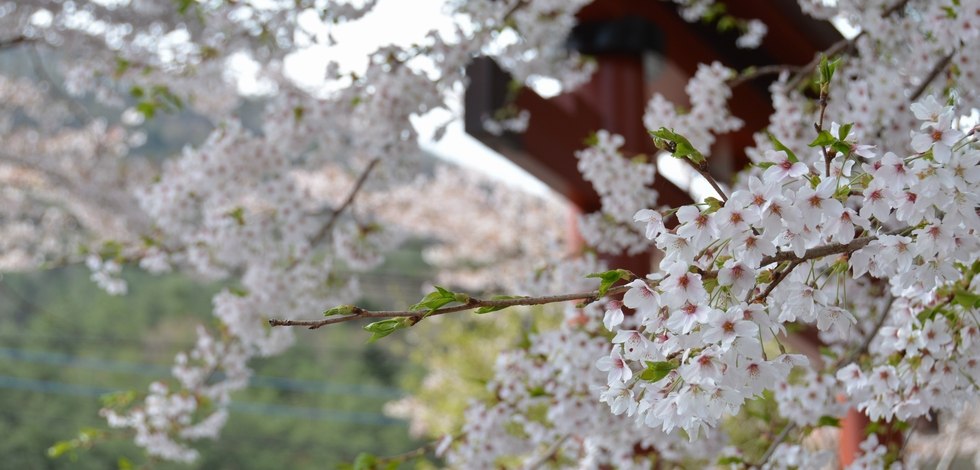 河口湖貴船神社の桜
