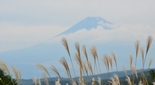 ススキと富士山 静岡県十国峠
