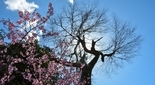 瀧川神社の御神木と桜