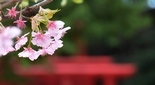 割狐塚稲荷神社の桜