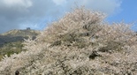 桜の大木 箱根園