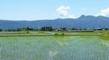 美しい田んぼ 日本一の山の湧水