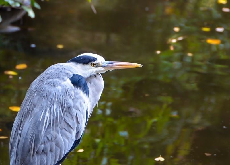 �J�^ ���˔����{�̃A�I�T�M