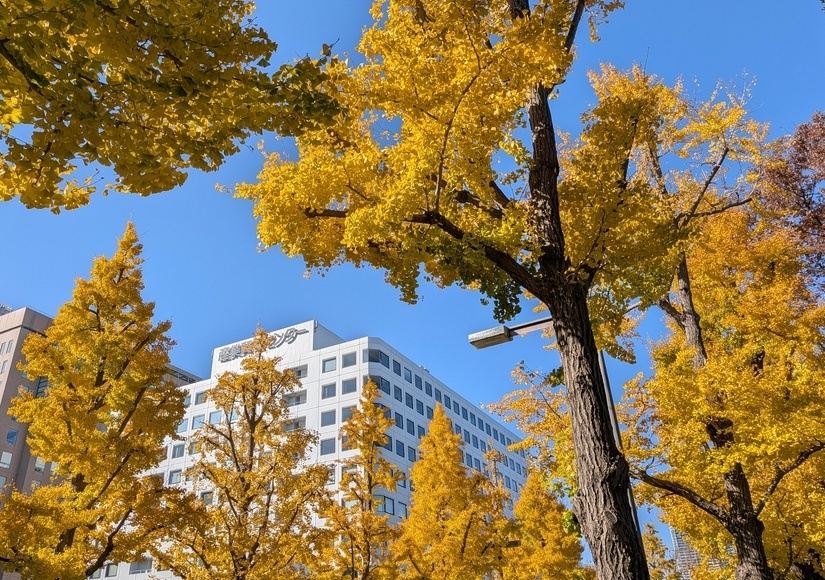 �R�������ʂ�̃C�`���E���؂̍g�t