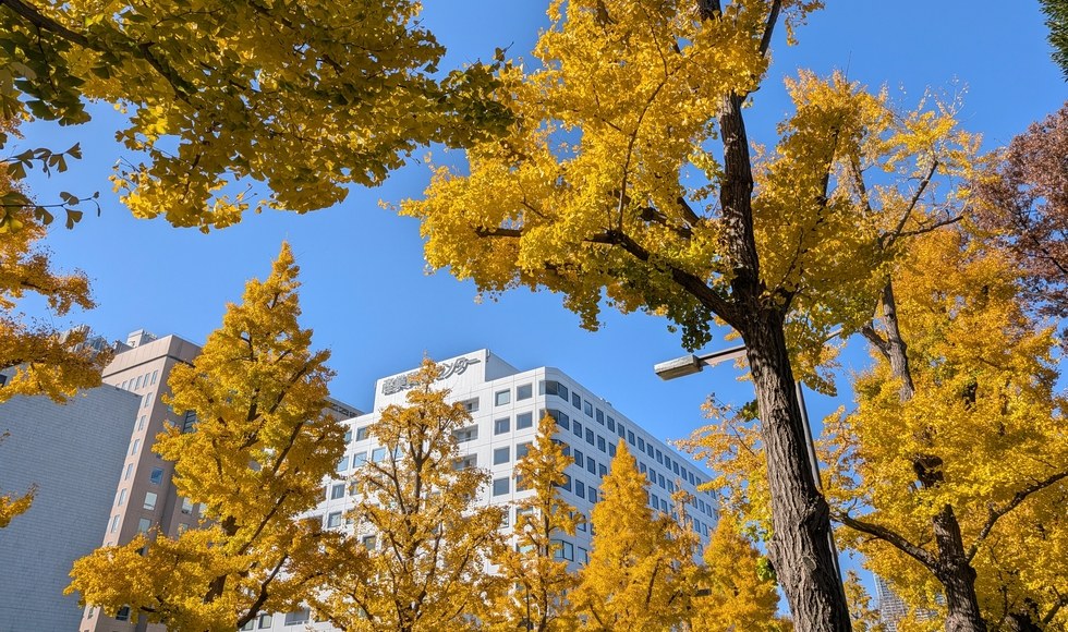 �R�������ʂ�̃C�`���E���؂̍g�t