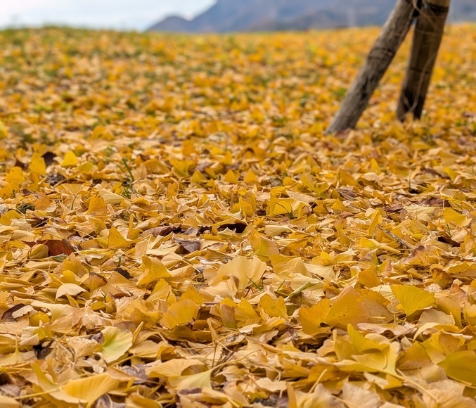 �C�`���E�̗����t���Y��ł���