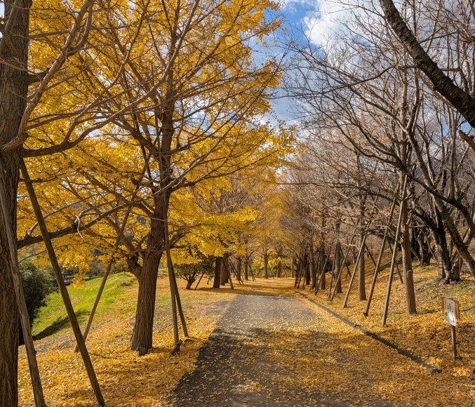 ���A�a�\�h�E�H�[�L���O �ɐ����s