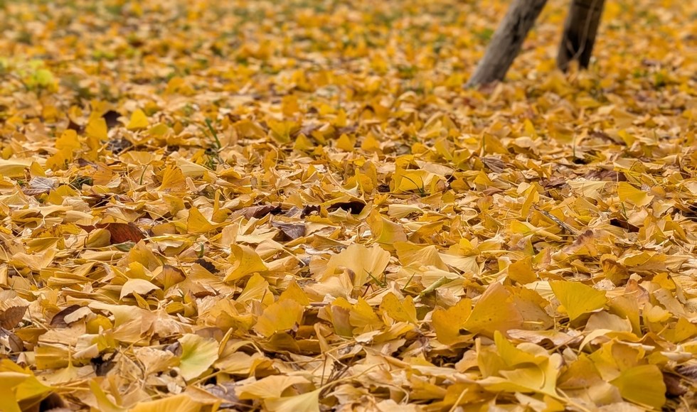 �C�`���E�̗����t���Y��ł���