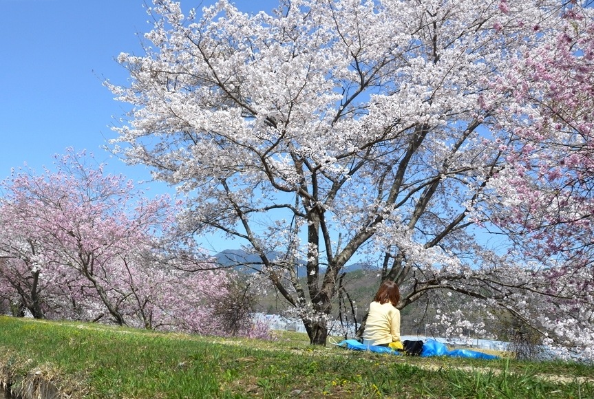 s쉈̍؂ŉԌ