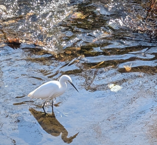 �V���T�M�ɉ��� �_�ސ쌧�`��s �卪��