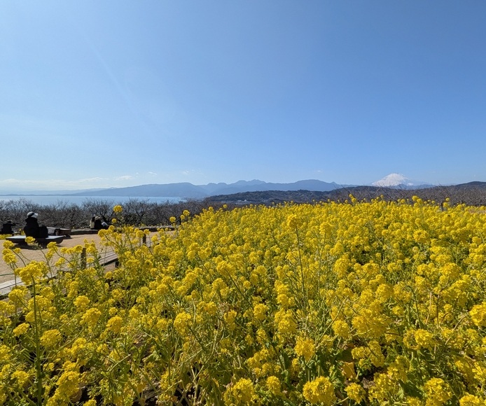 �؂̉Ԃƕx�m�R�ƊC�����������