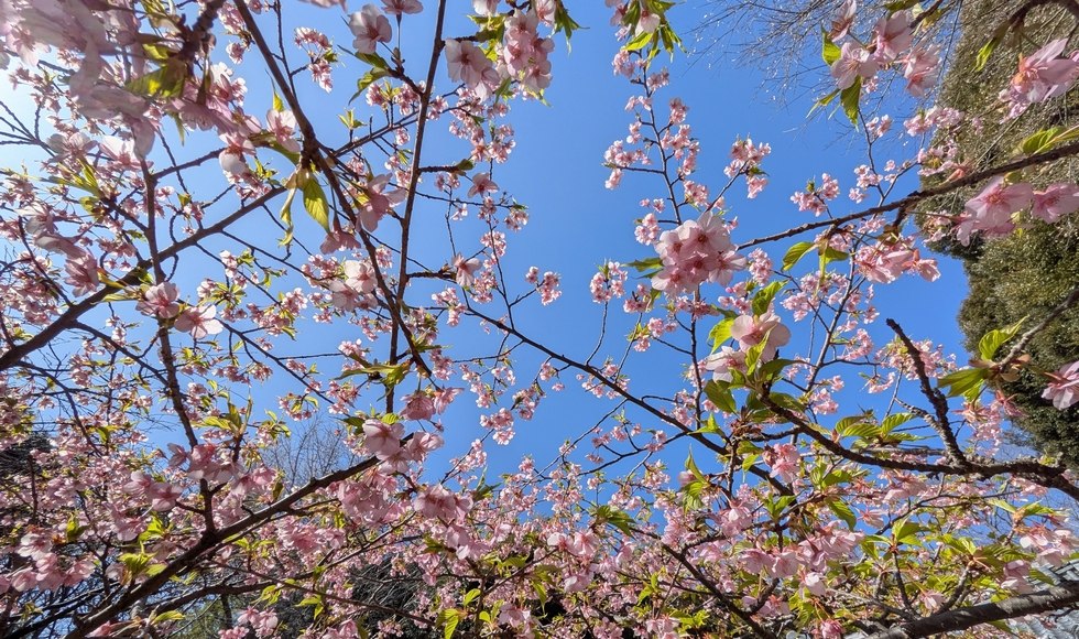 ��Ȑ_�Ђ̉͒Í�