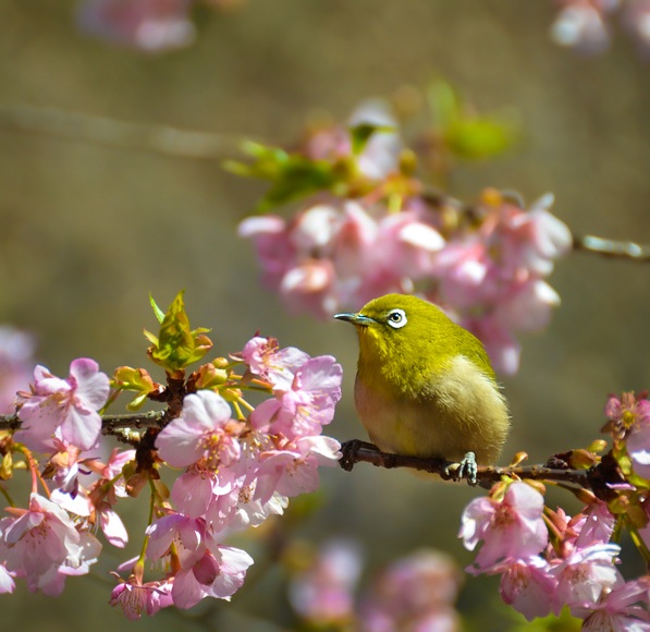 ���W���Ɖ͒Í� ��{ ��Ȑ_��