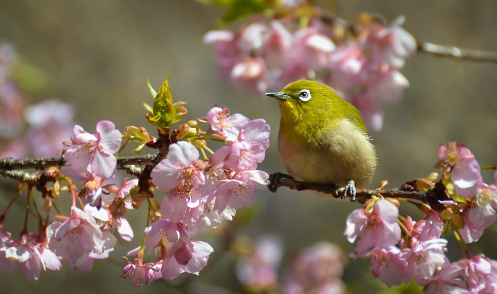 ���W���Ɖ͒Í� ��{ ��Ȑ_��