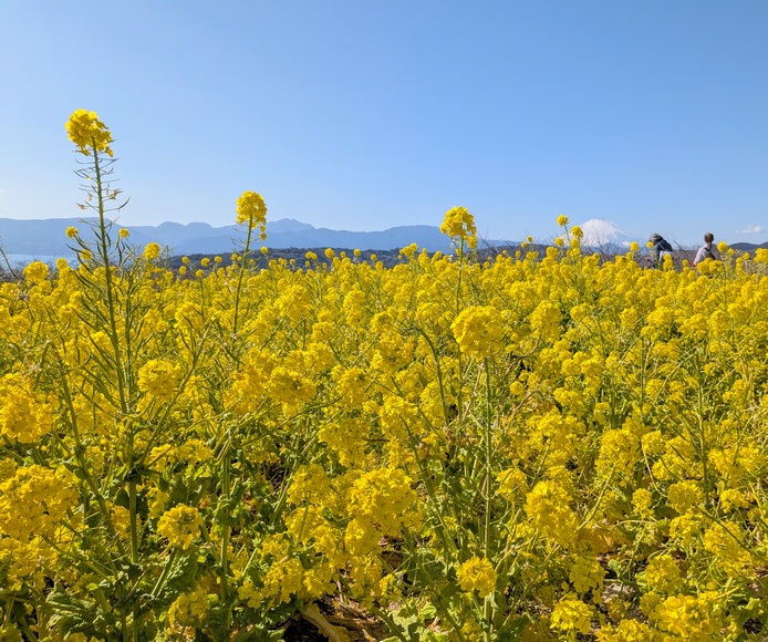 ��ȎR���� �؂̉Ԗ��J 2026