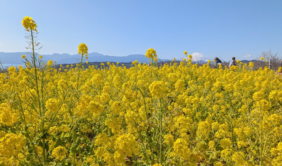 ��ȎR���� �؂̉Ԗ��J 2026