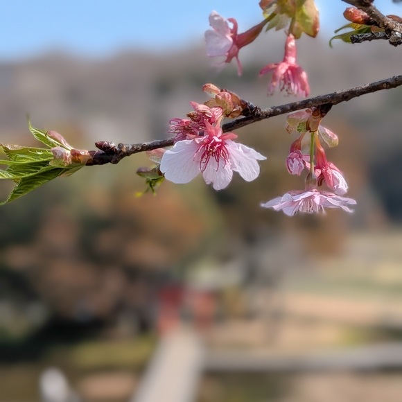 �������������̍� �J�� 2026